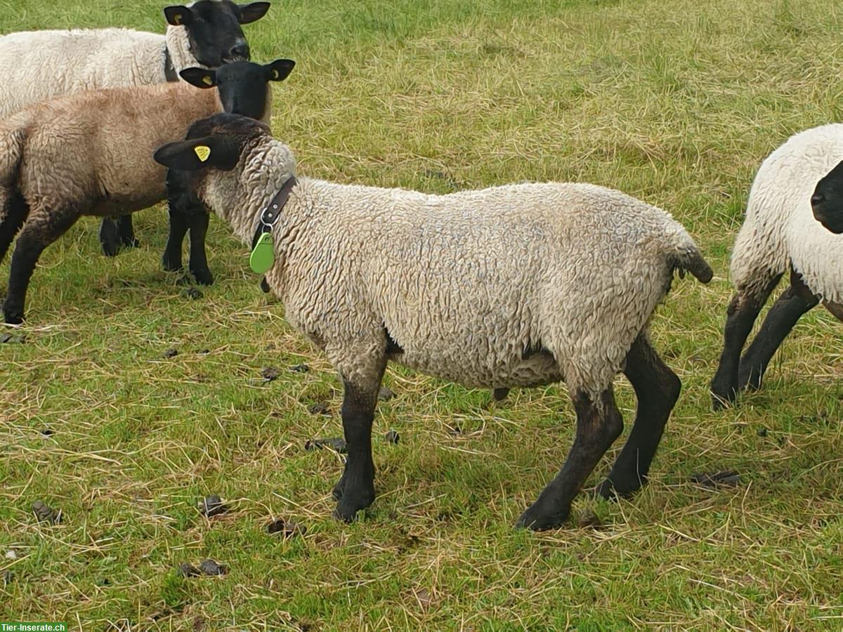 Bild 5: Schöne reine Suffolk Widder zu verkaufen