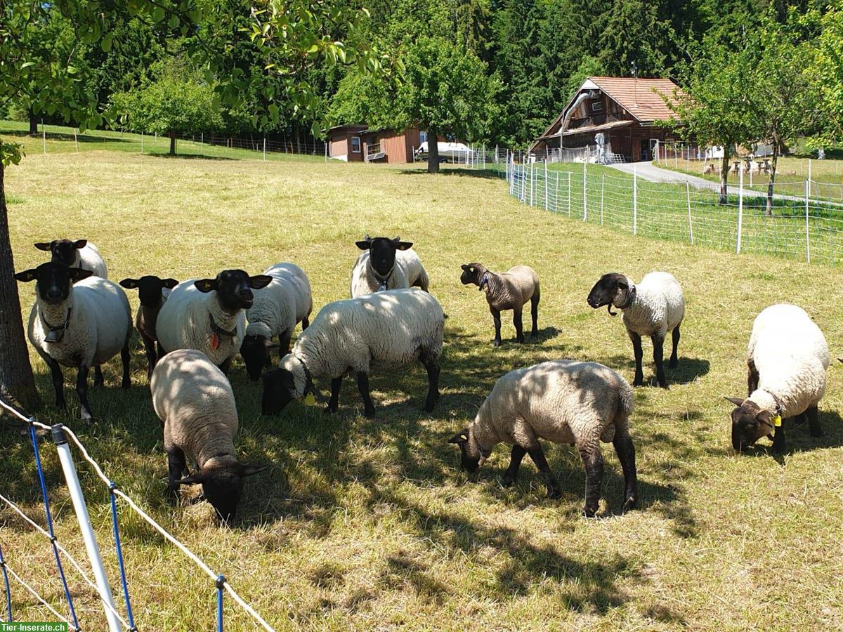 Bild 6: Schöne reine Suffolk Widder zu verkaufen