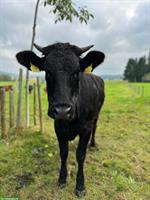 Weibliche F1 Fresser / Mastremonten GESUCHT