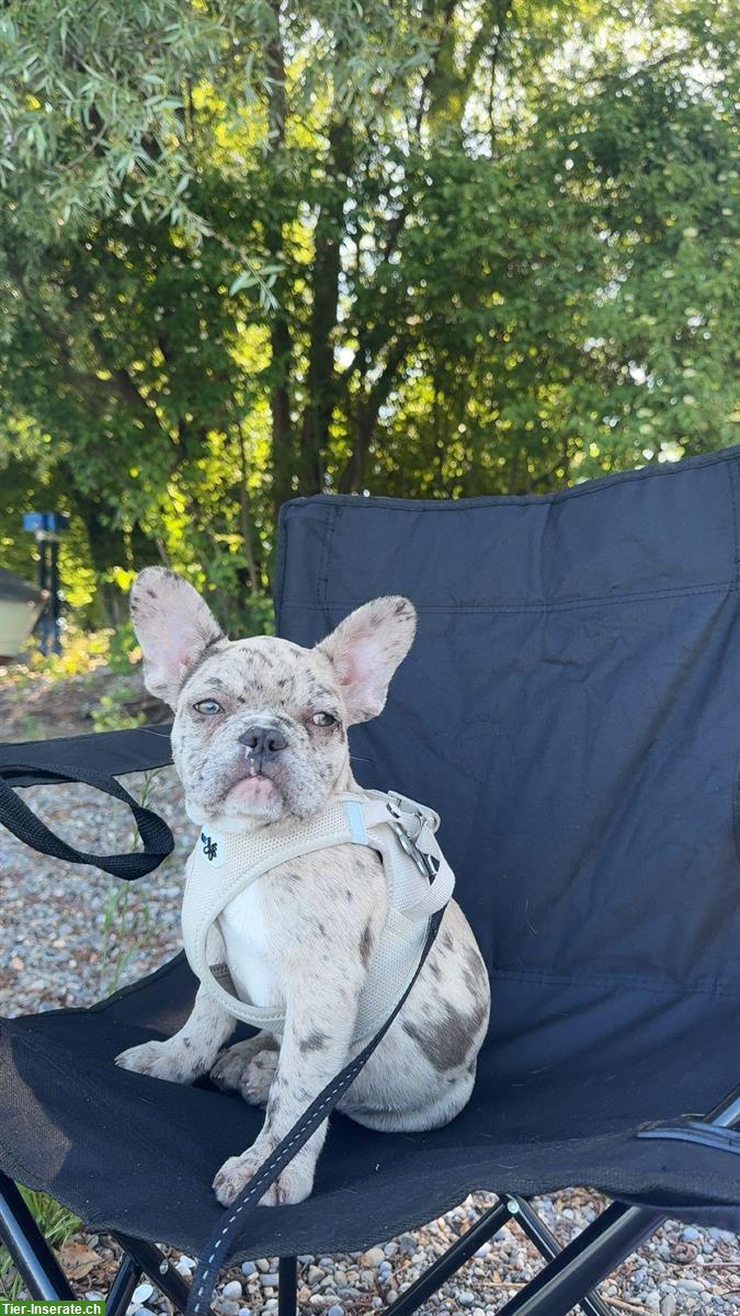 Junge Französische Bulldogge, männlich zu verkaufen