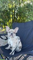 Junge Französische Bulldogge, männlich zu verkaufen