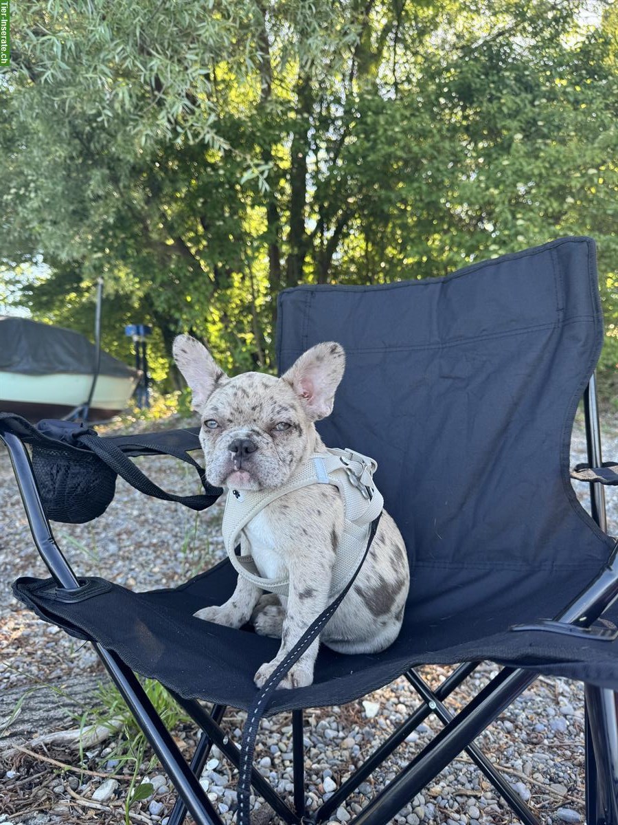 Bild 2: Junge Französische Bulldogge, männlich zu verkaufen