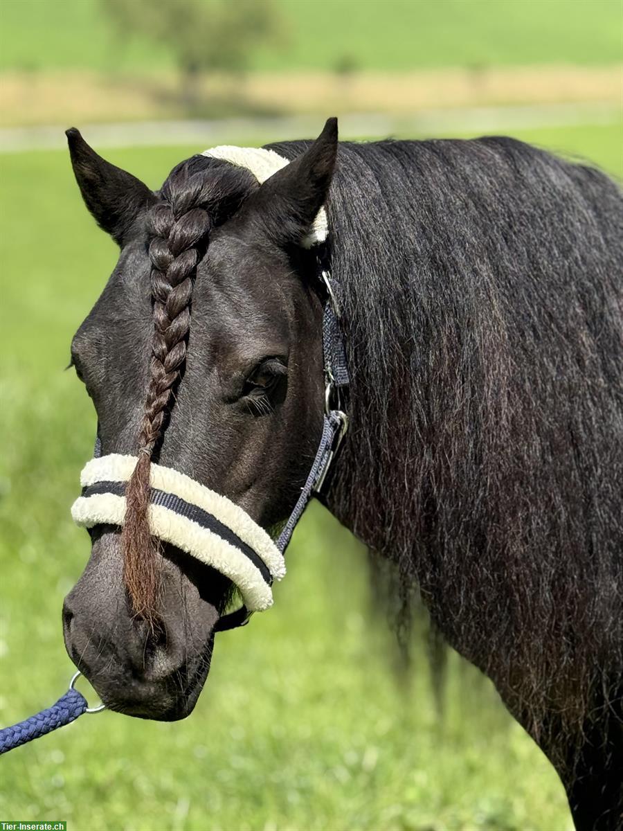 Diverse Shetlandponys zu verkaufen