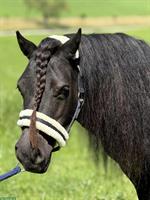 Diverse Shetlandponys zu verkaufen