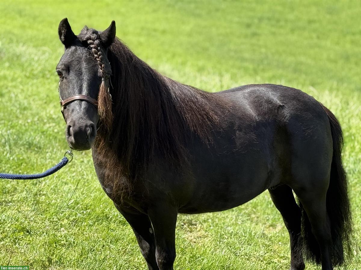 Bild 2: Diverse Shetlandponys zu verkaufen