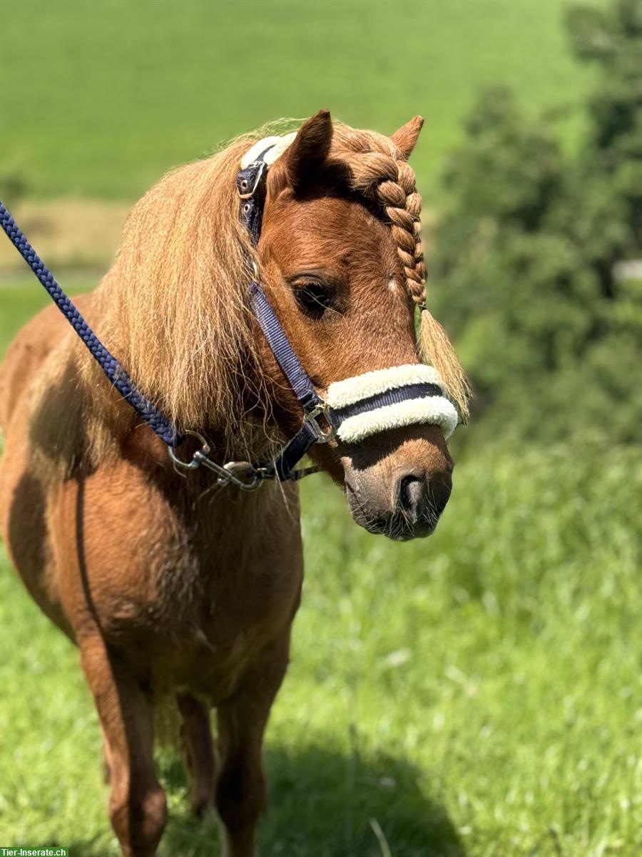 Bild 3: Diverse Shetlandponys zu verkaufen