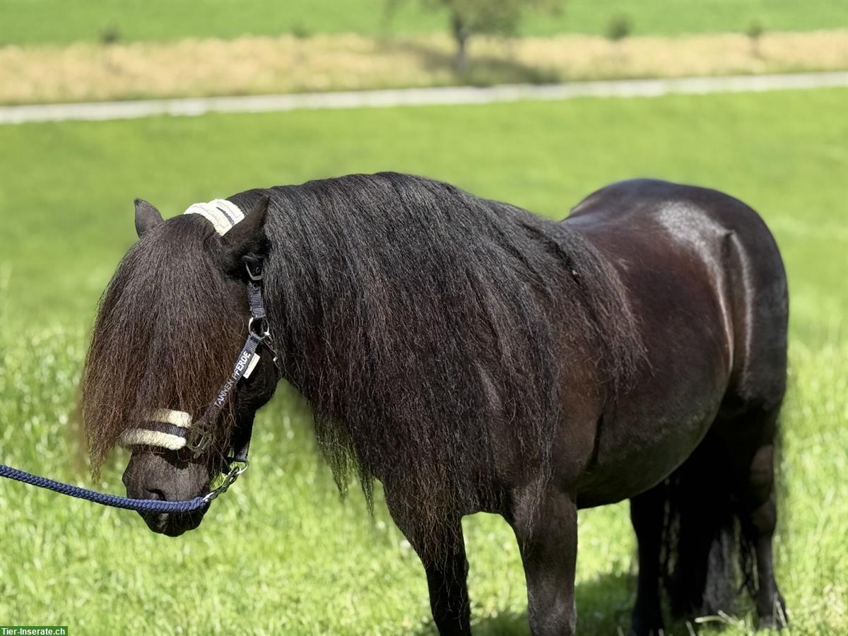 Bild 4: Diverse Shetlandponys zu verkaufen
