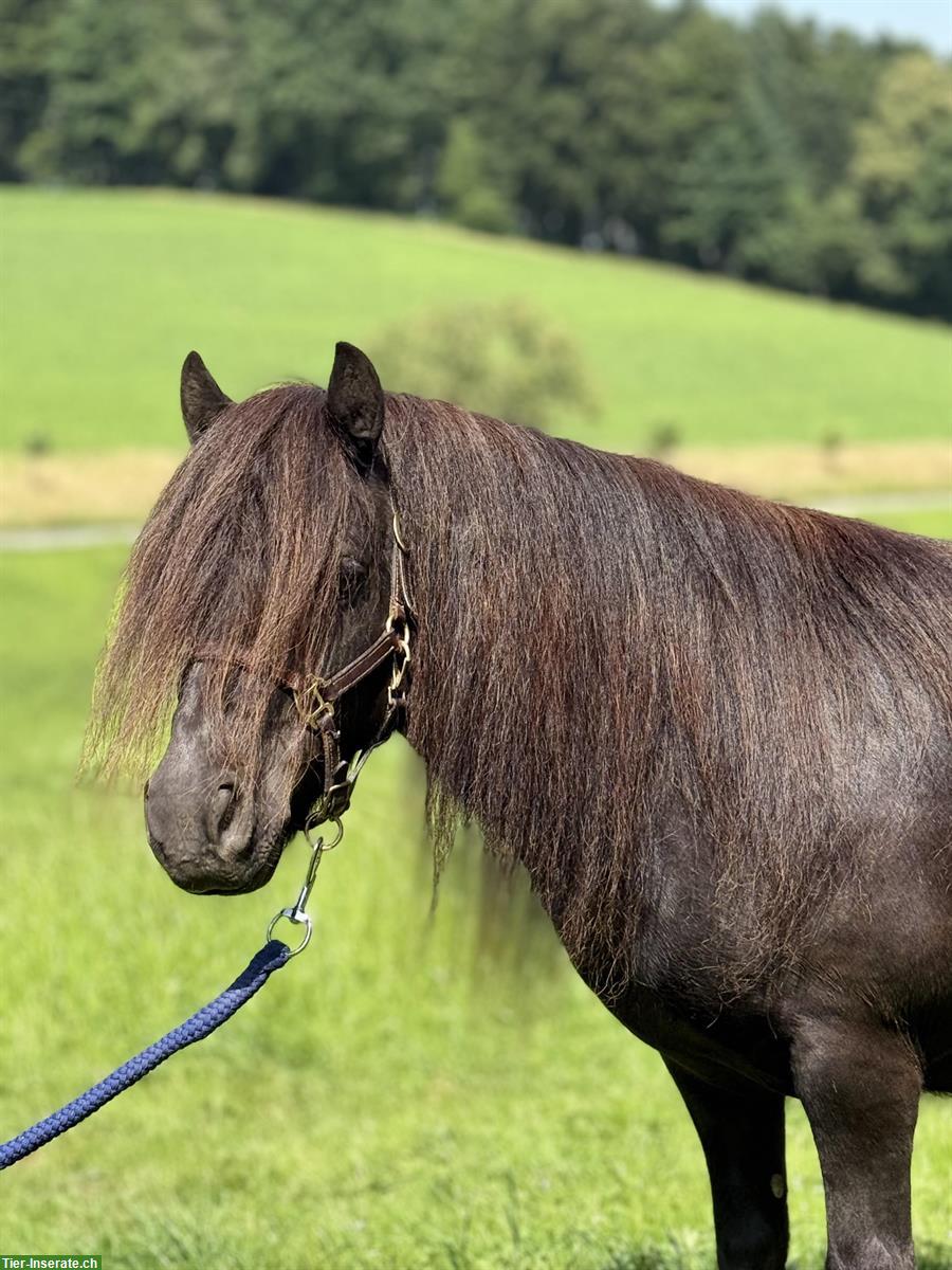 Bild 5: Diverse Shetlandponys zu verkaufen