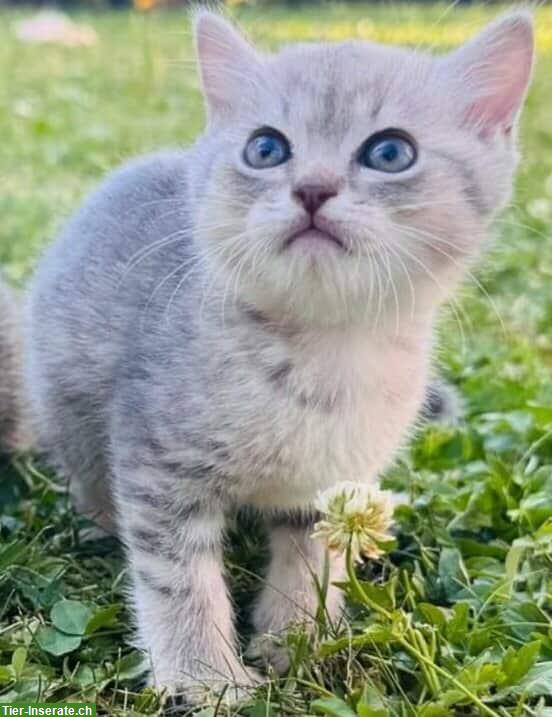 Bild 10: Siam Katzenbabys, seal & lilac point