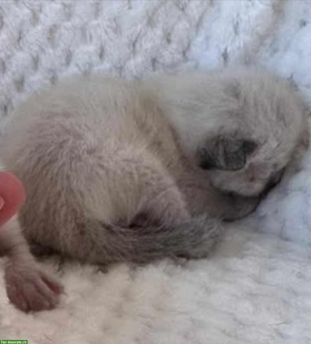 Bild 4: Siam Katzenbabys, seal point