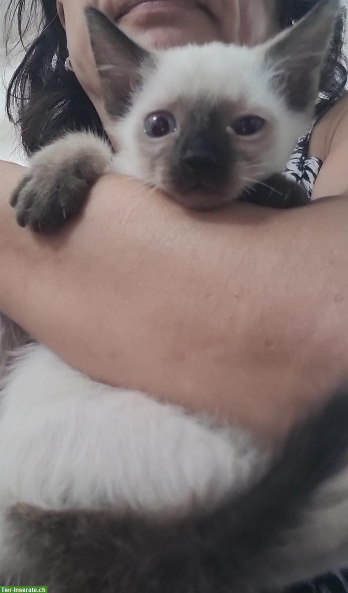 Bild 5: Siam Katzenbabys, seal point