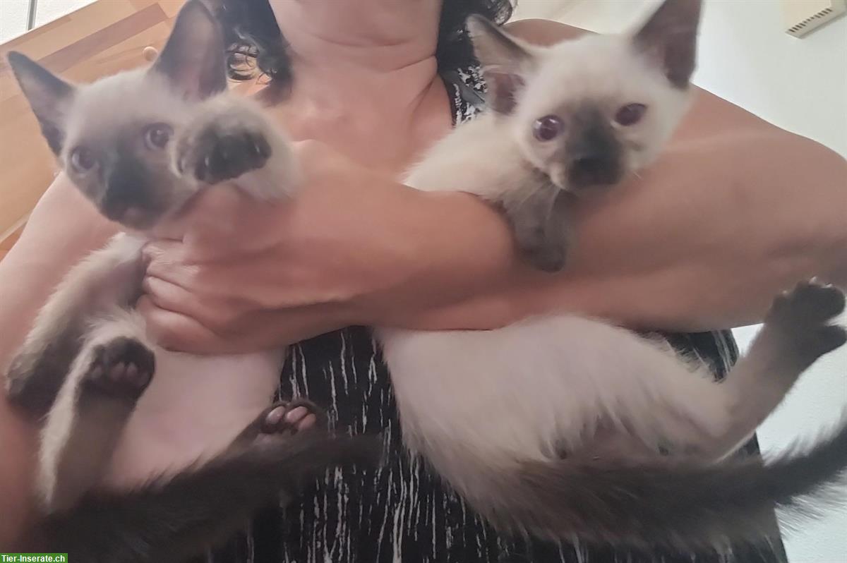 Bild 7: Siam Katzenbabys, seal point