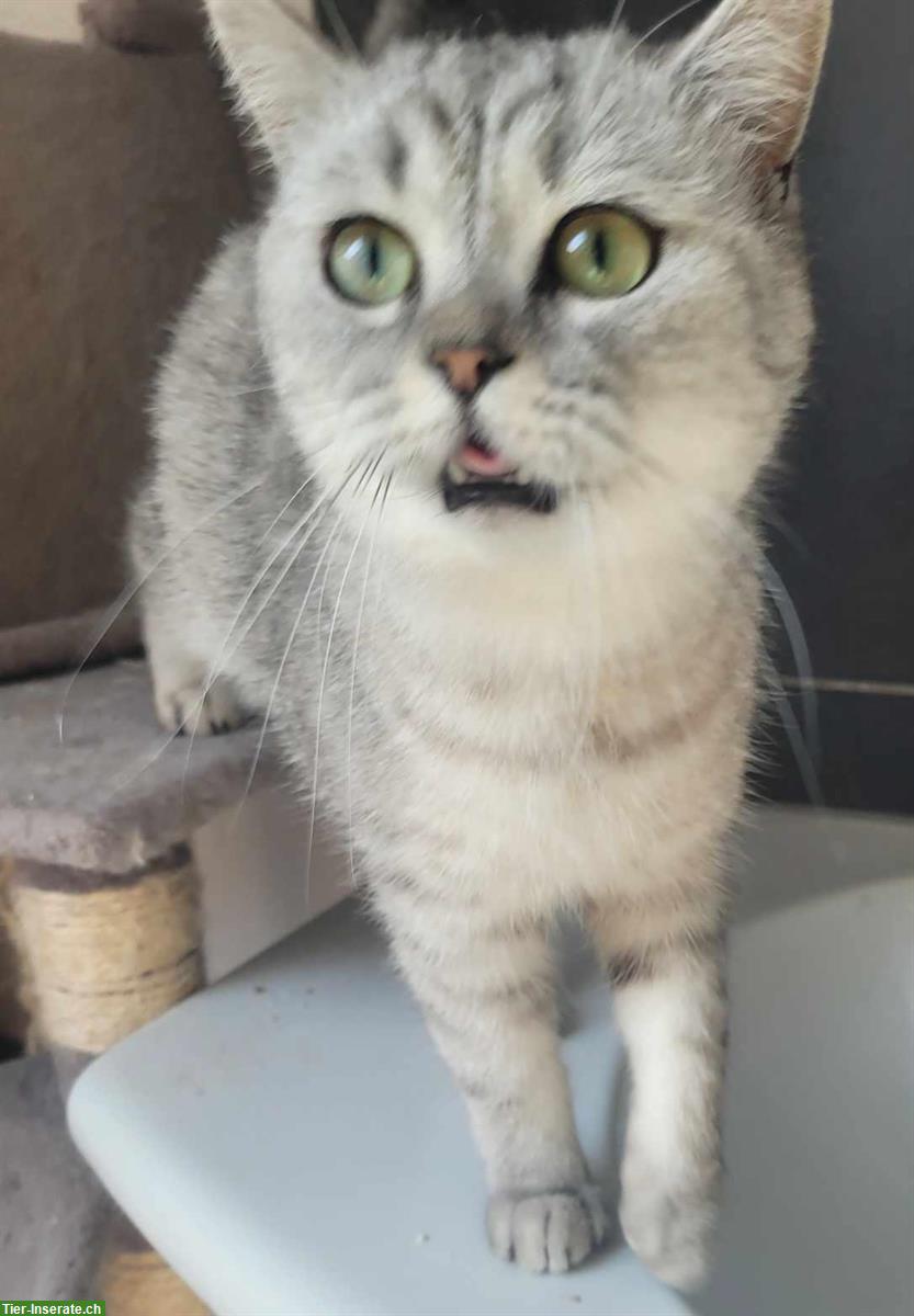 Bild 8: Siam Katzenbabys, seal & lilac point