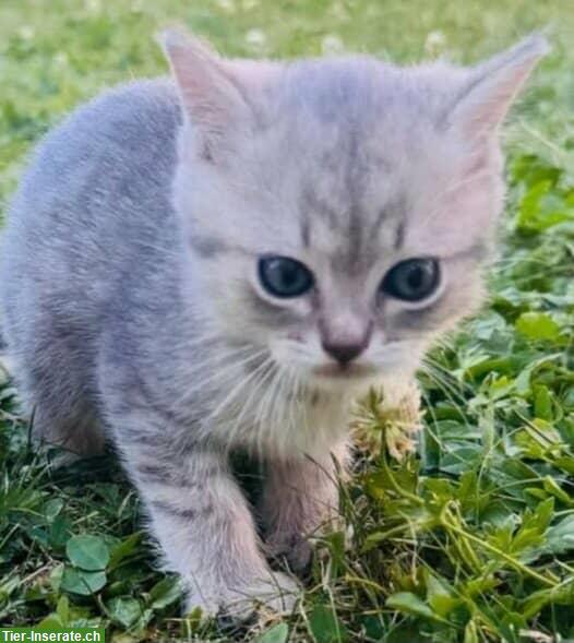 Bild 9: Siam Katzenbabys, seal & lilac point