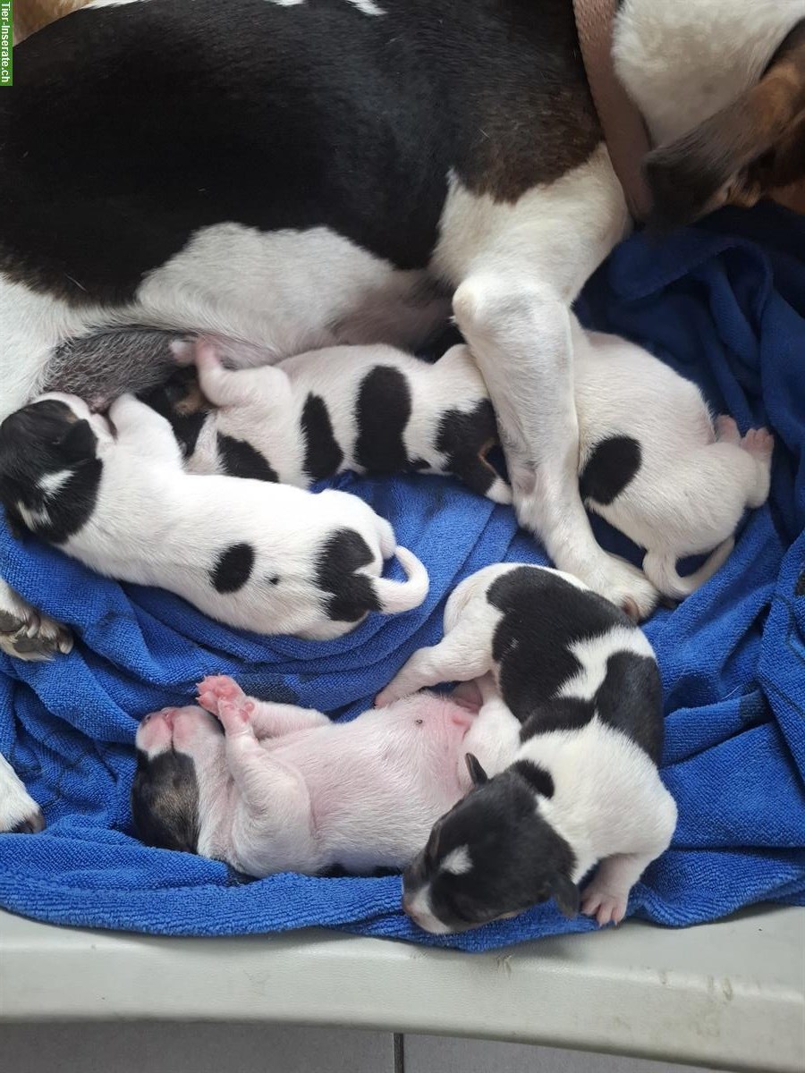 Herzige Jack Russell Terrier Welpen