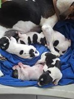 Herzige Jack Russell Terrier Welpen