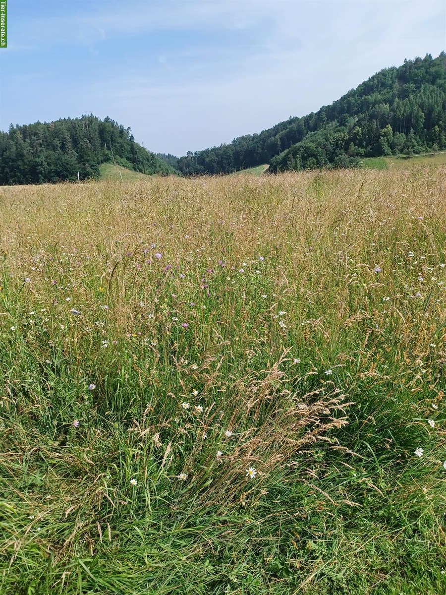 Pferdeheu, Heu Rundballen zu verkaufen