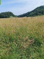 Pferdeheu, Heu Rundballen zu verkaufen