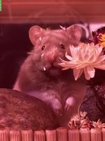 Teddyhamster sucht neues Zuhause