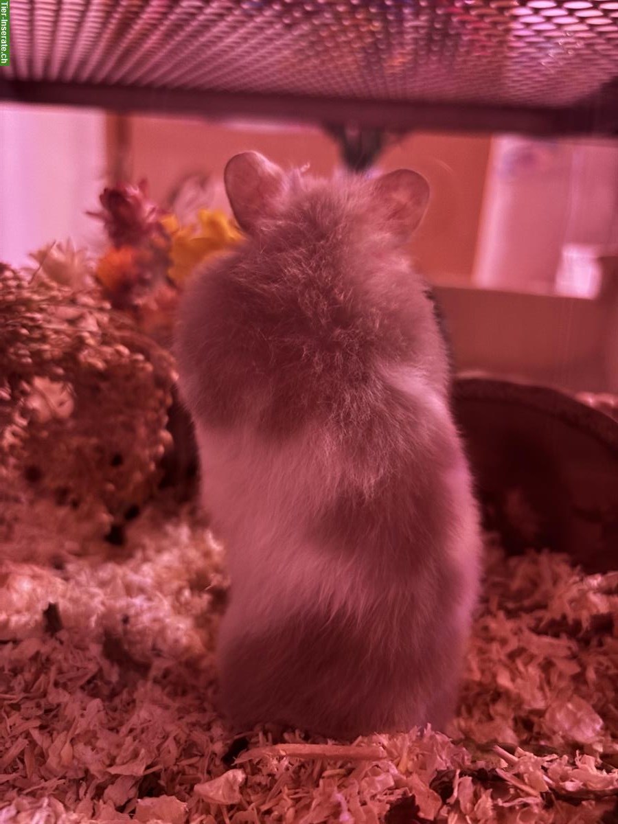 Bild 2: Teddyhamster sucht neues Zuhause