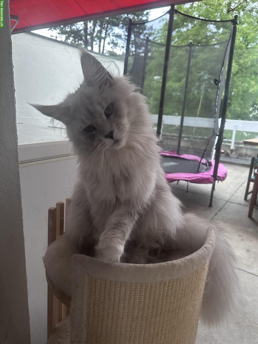 Wunderschöne Maine Coon Kätzchen, ca. 1-jährig
