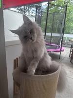 Wunderschöne Maine Coon Kätzchen, ca. 1-jährig