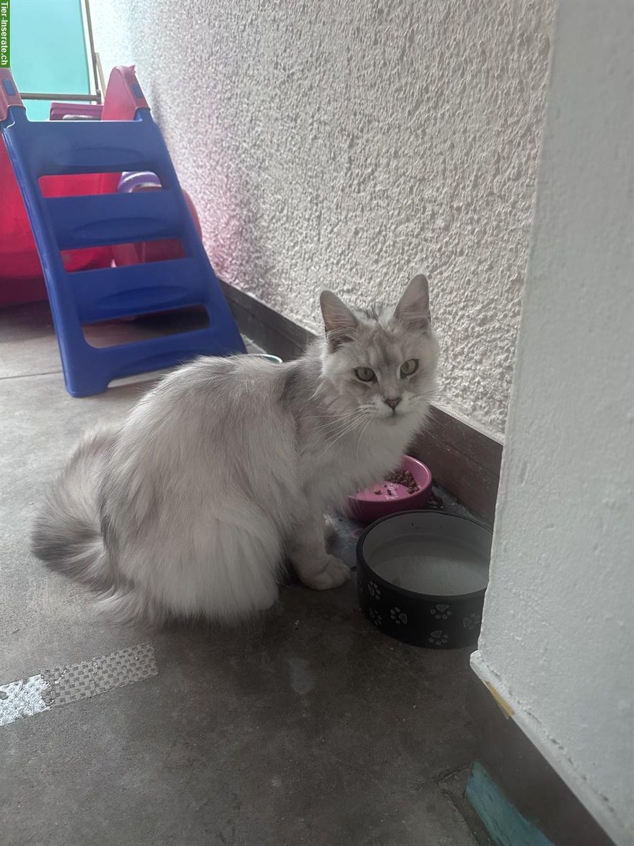 Bild 2: Wunderschöne Maine Coon Kätzchen, ca. 1-jährig