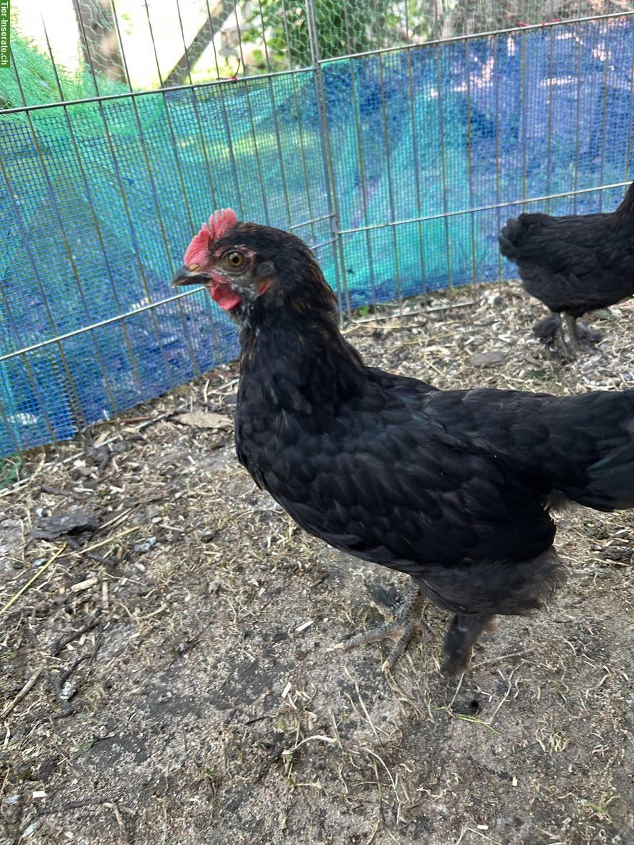 Junger Marans Hahn sucht Hühnerschaar