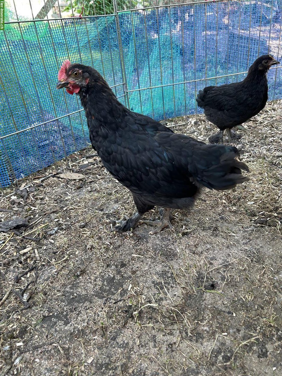 Bild 2: Junger Marans Hahn sucht Hühnerschaar