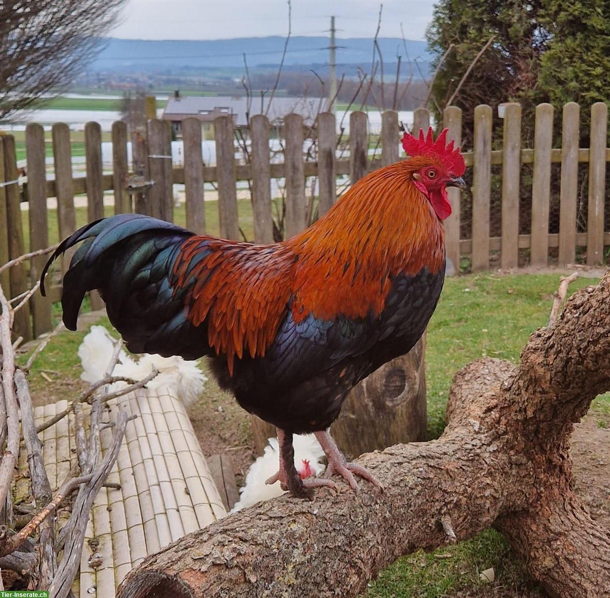 Bild 3: Junger Marans Hahn sucht Hühnerschaar