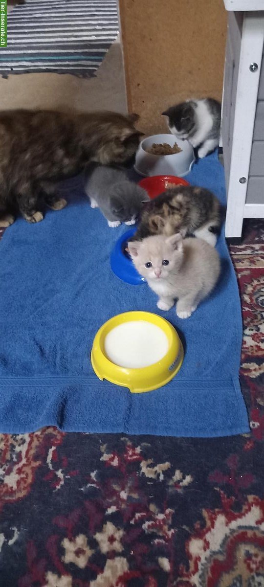 Junge Katzen suchen ein Zuhause