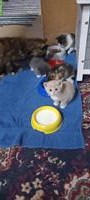 Junge Katzen suchen ein Zuhause