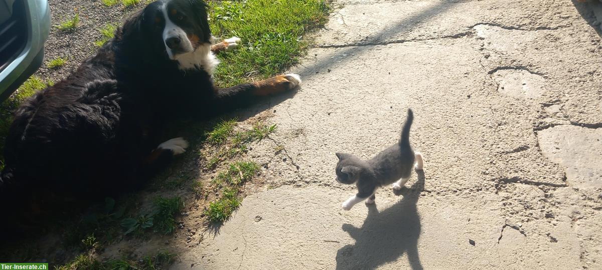 Bild 3: Junge Katzen suchen ein Zuhause