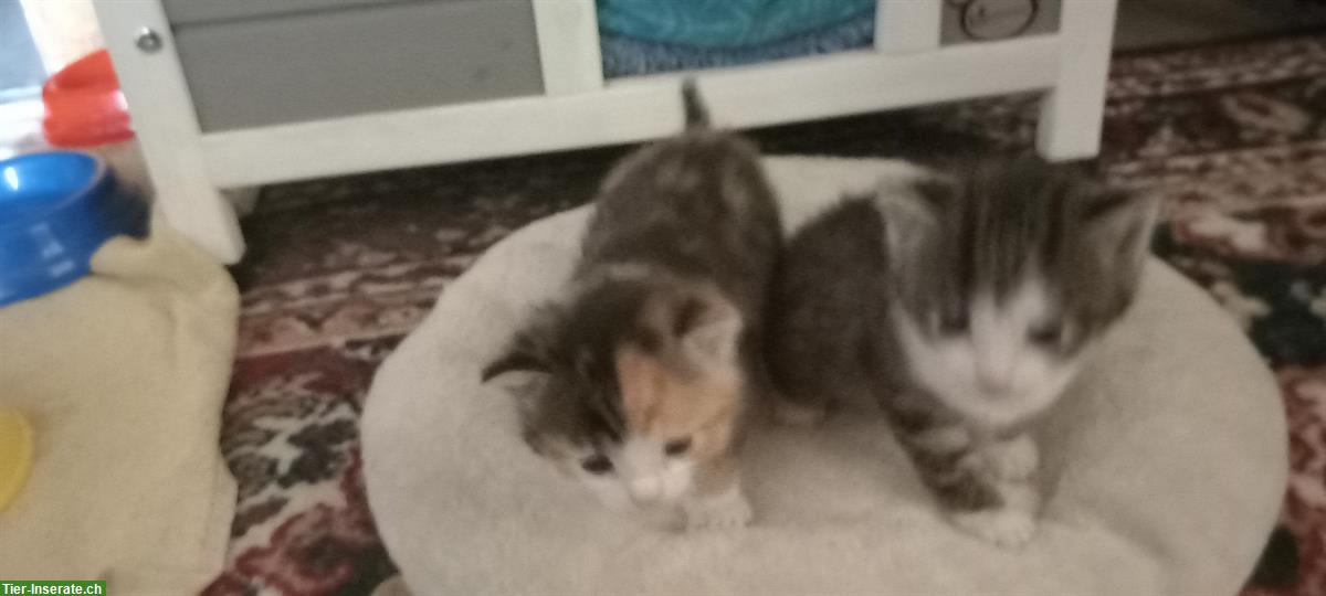 Bild 4: Junge Katzen suchen ein Zuhause