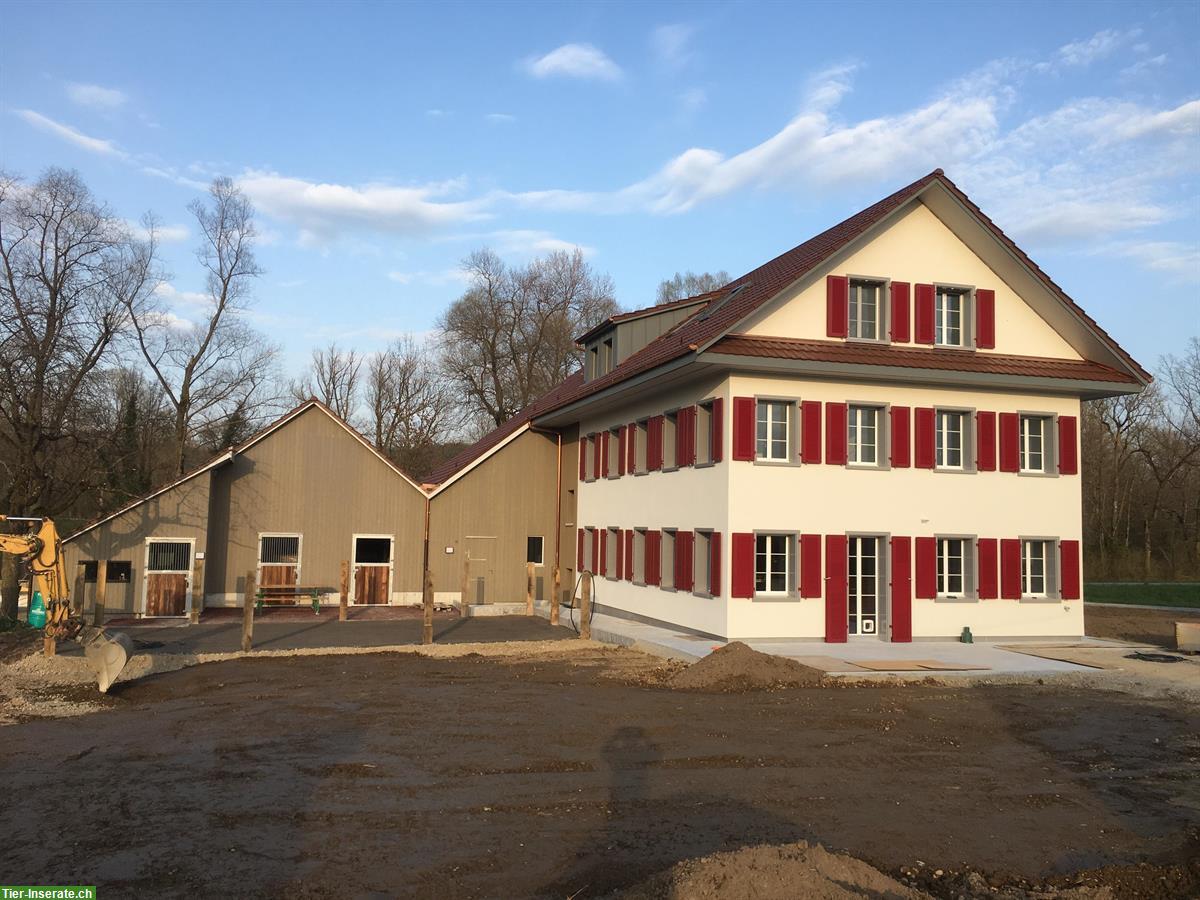 Bild 3: 3 Pferdeboxen mit 6,5 Zimmer Wohnung im Aargau
