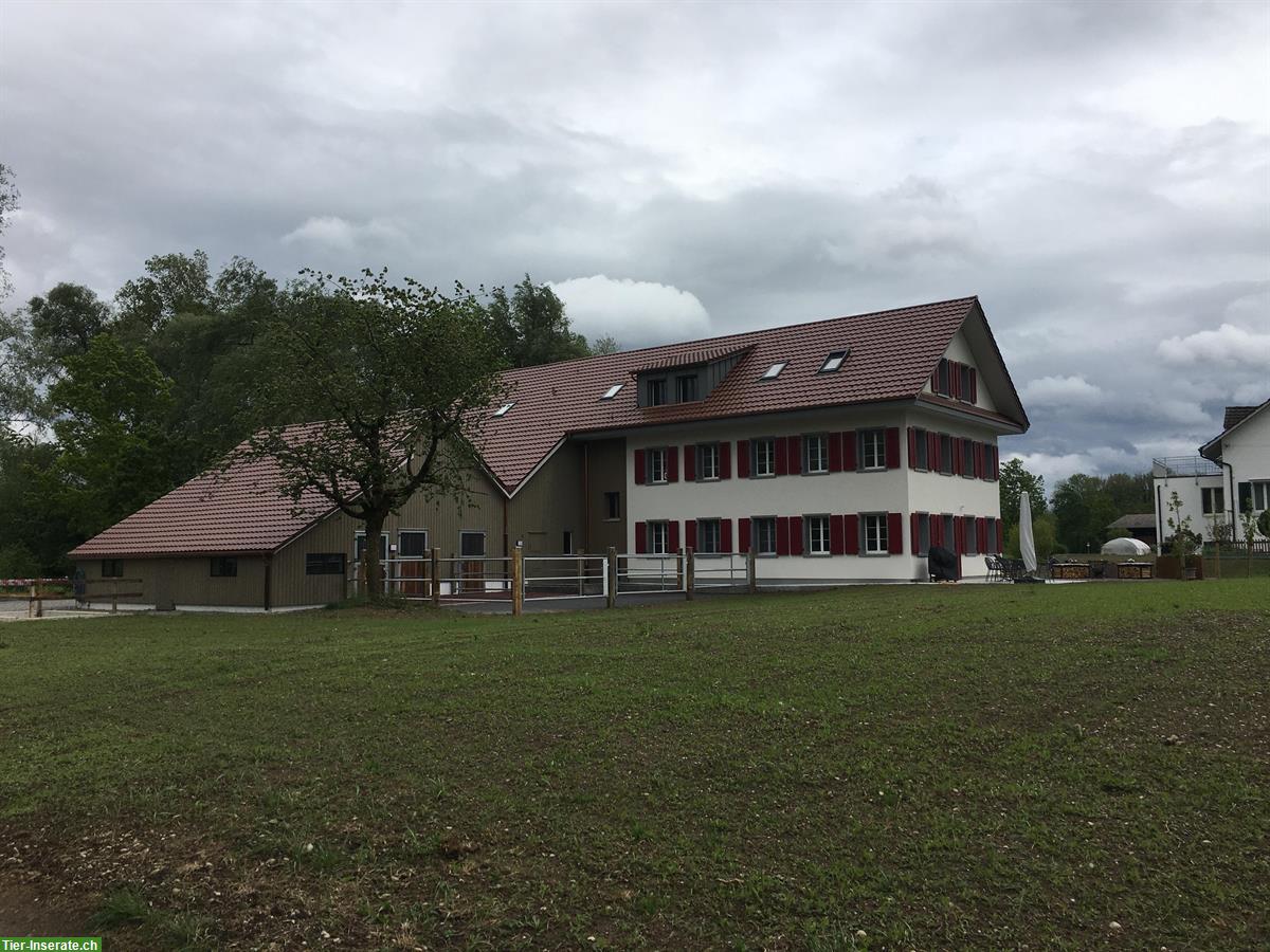 Bild 4: 3 Pferdeboxen mit 6,5 Zimmer Wohnung im Aargau