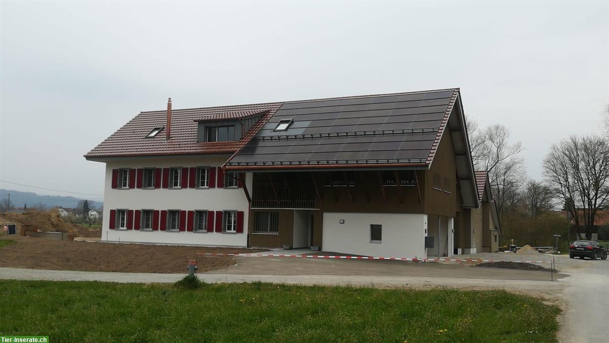 Bild 5: 3 Pferdeboxen mit 6,5 Zimmer Wohnung im Aargau