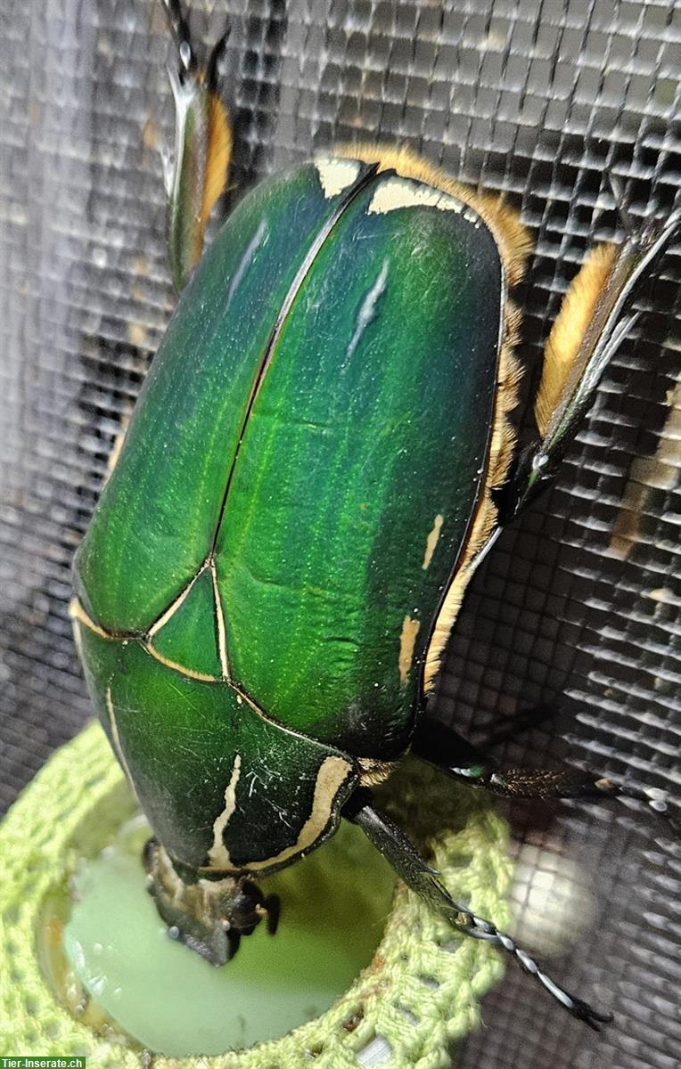 Bild 2: Mecynorhina torquata ugandensis Larven | Uganda-Rosenkäfer