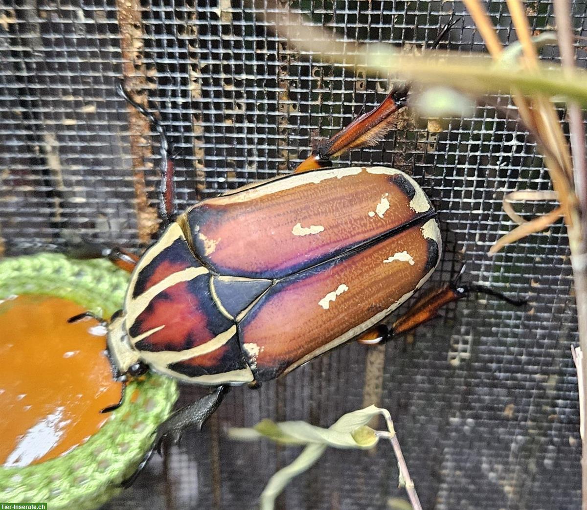 Bild 3: Mecynorhina torquata ugandensis Larven | Uganda-Rosenkäfer