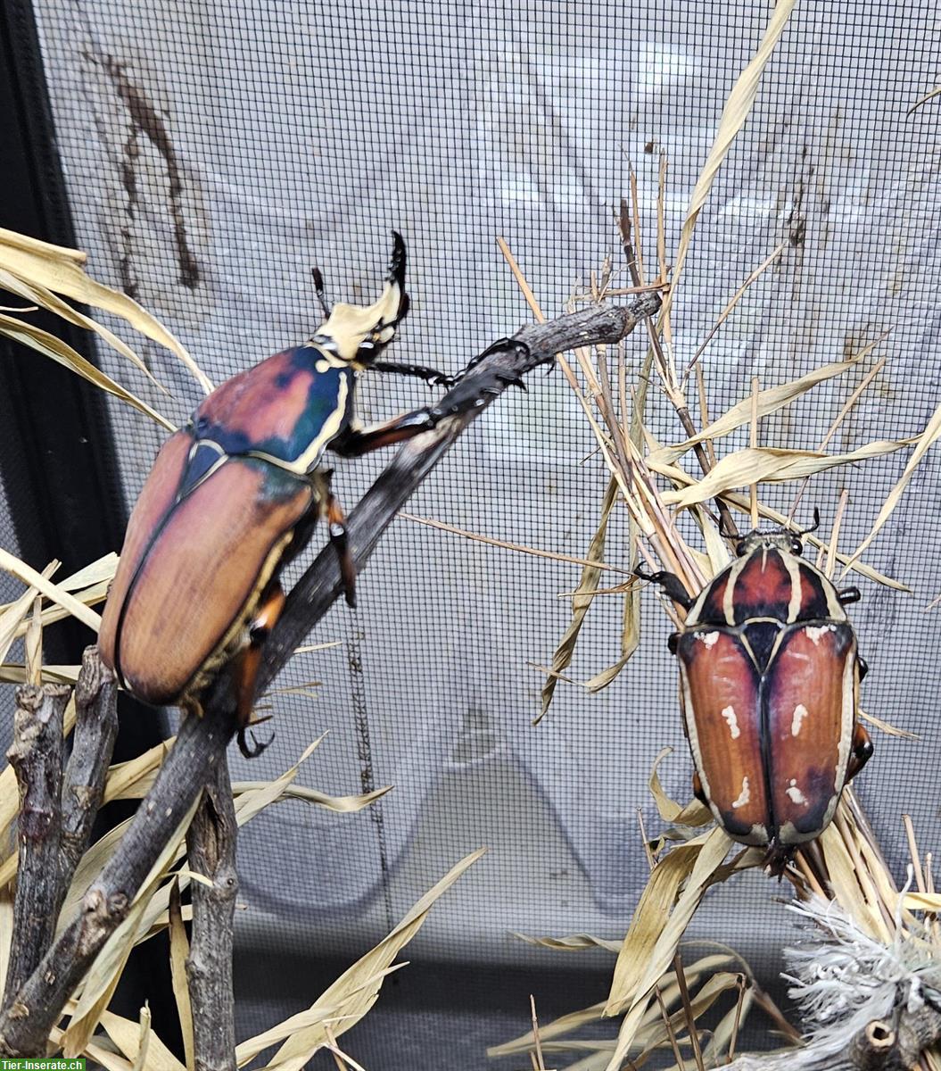 Bild 4: Mecynorhina torquata ugandensis Larven | Uganda-Rosenkäfer