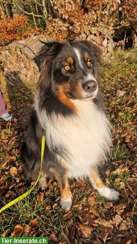 Anhänglicher Australian Shepherd Rüde, kastriert