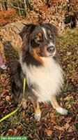 Anhänglicher Australian Shepherd Rüde, kastriert