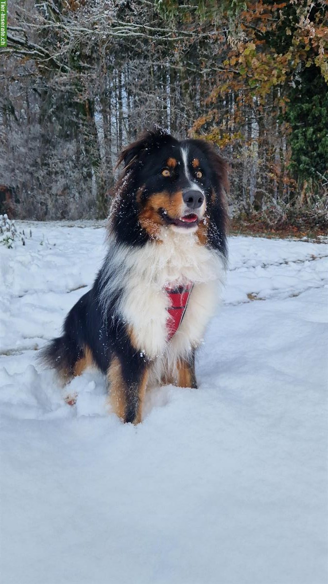 Bild 2: Anhänglicher Australian Shepherd Rüde, kastriert