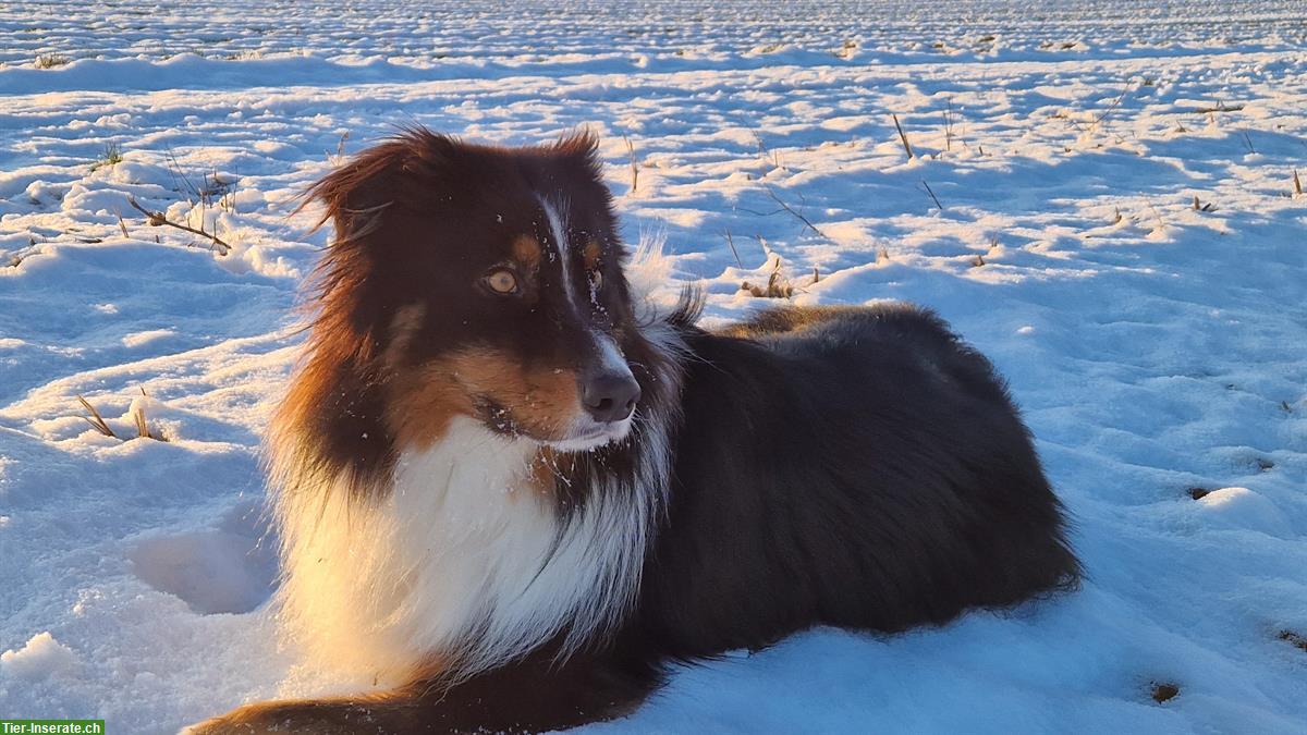 Bild 3: Anhänglicher Australian Shepherd Rüde, kastriert