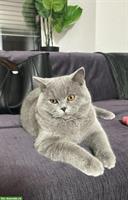 Liebevolle BKH Kater abzugeben