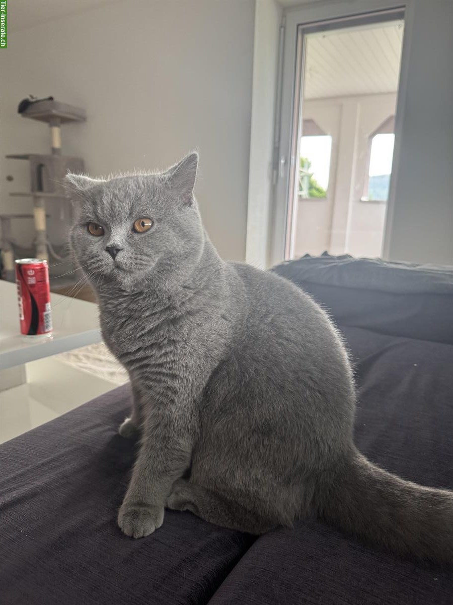 Bild 2: Liebevolle BKH Kater abzugeben