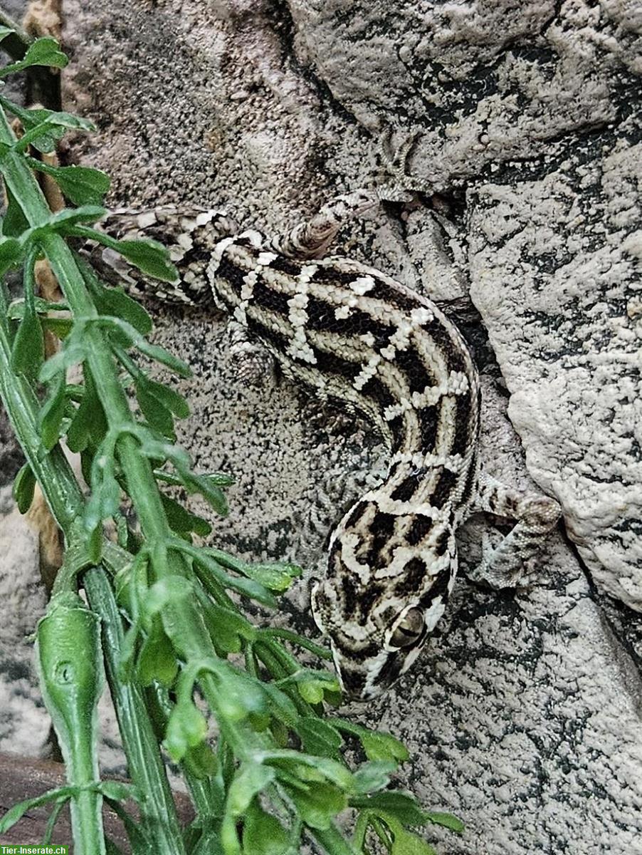 Rübenschwanz-Viperngecko, Hemidactylus imbricatus Nachzuchten