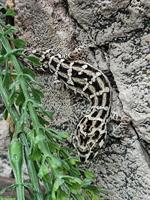 Rübenschwanz-Viperngecko, Hemidactylus imbricatus Nachzuchten