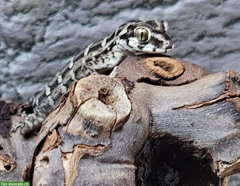 Bild 2: Rübenschwanz-Viperngecko, Hemidactylus imbricatus Nachzuchten