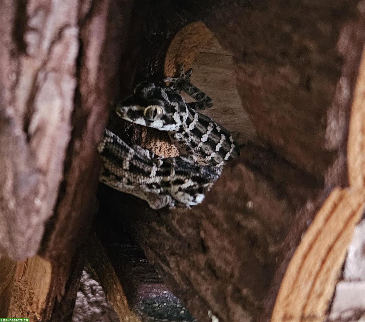 Bild 3: Rübenschwanz-Viperngecko, Hemidactylus imbricatus Nachzuchten